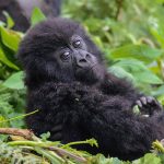 How to Plan a Rwanda Gorilla Safari from Europe