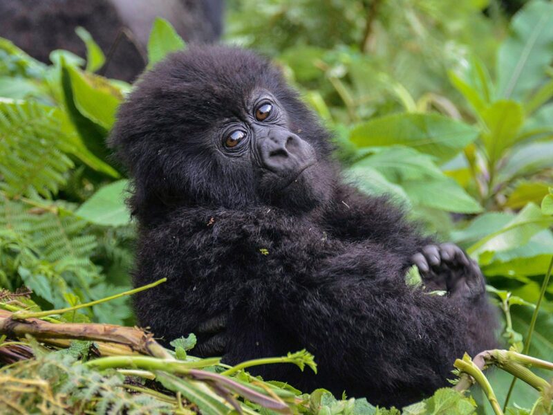 Rwanda Gorilla Trek Safari How to Plan a Rwanda Gorilla Safari from Europe