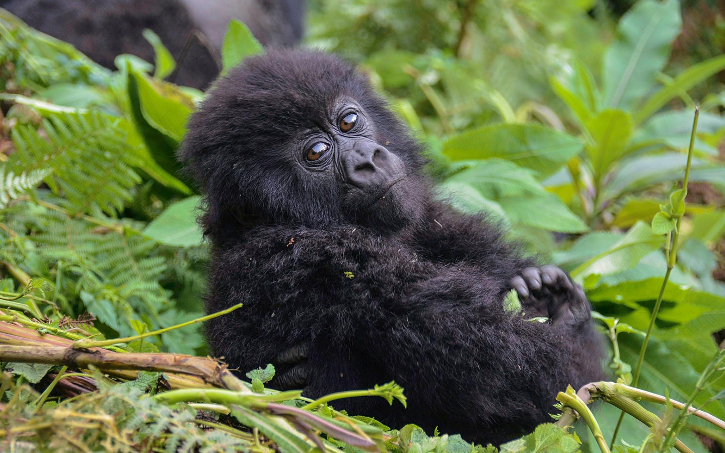 How to Plan a Rwanda Gorilla Safari from Europe