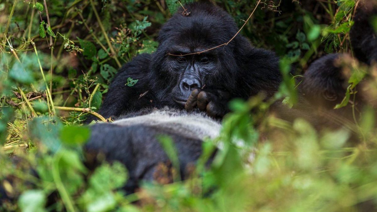3 Days Bwindi Gorilla Trekking Safari