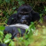 3 Days Bwindi Gorilla Trekking Safari