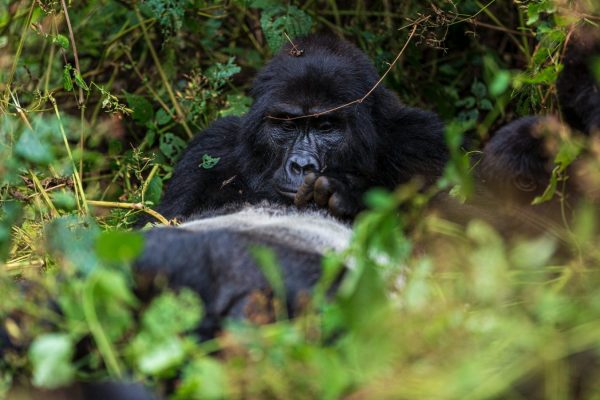 3 Days Bwindi Gorilla Trekking Safari