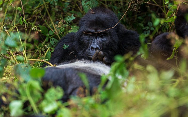 3 Days Bwindi Gorilla Trekking Safari