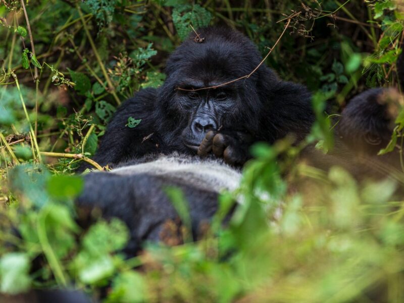 3 Days Bwindi Gorilla Trekking Safaris