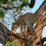 18-Day East African Safari
