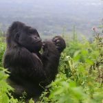 Rwanda Safari Experiences