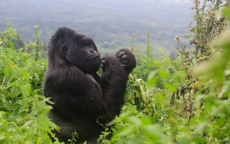 Rwanda Safari Experiences