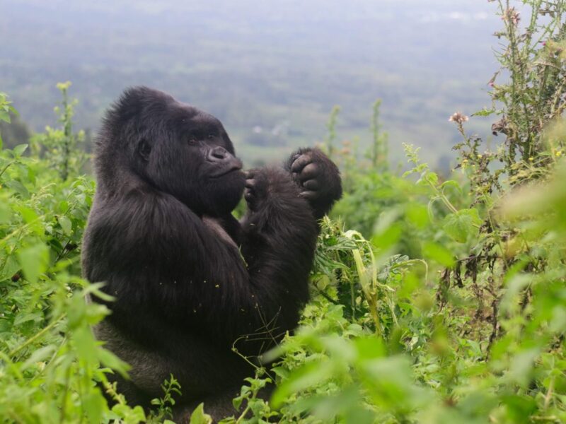 Rwanda Safari Experiences