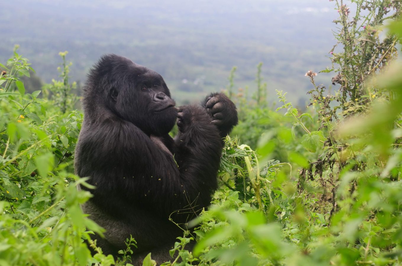 Silverback Gorillas