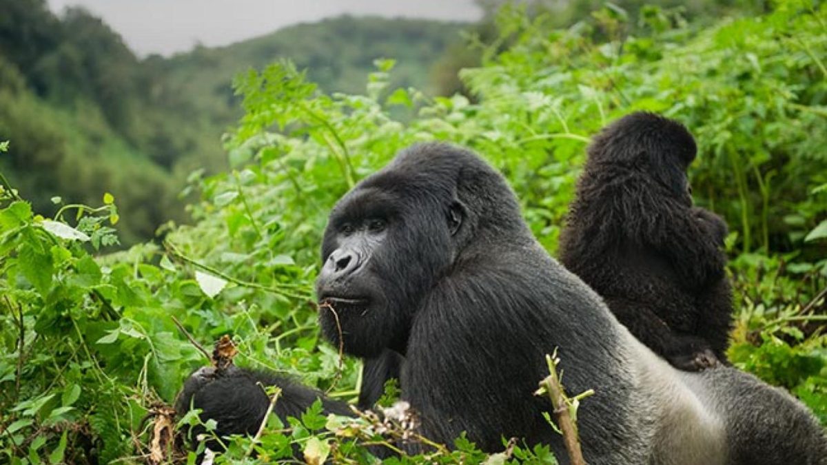 Gorilla Trekking Safaris in Africa