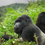 Gorilla Trekking Safaris in Africa