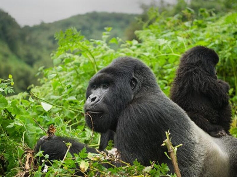 Gorilla Trekking Safaris in Africa