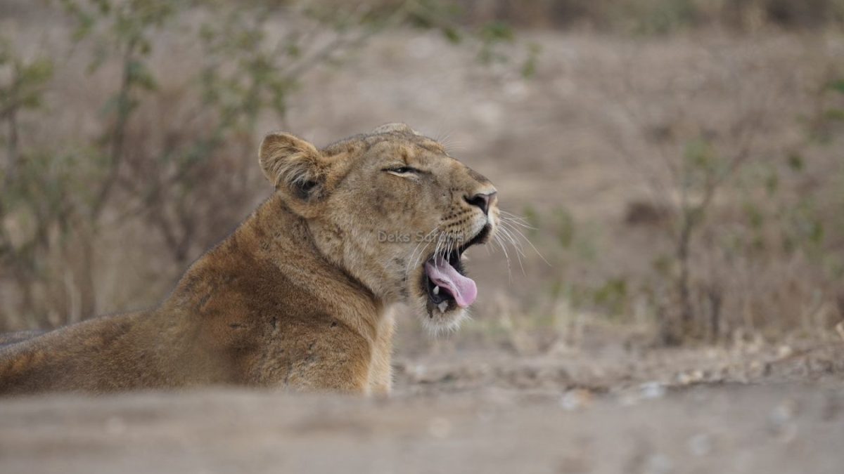Uganda Wildlife Safaris