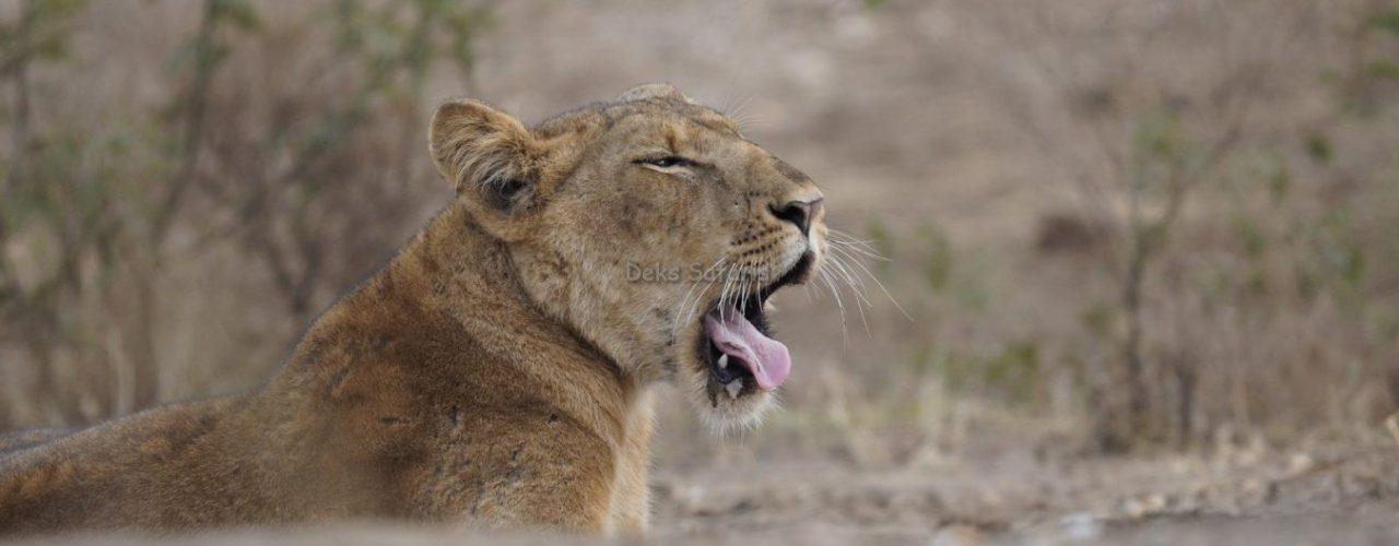 Uganda Wildlife Safaris