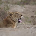 Uganda Wildlife Safaris