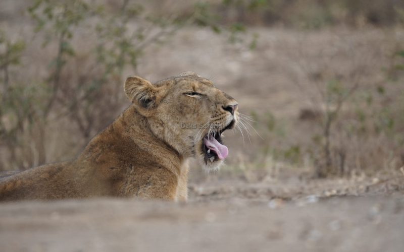 Uganda Wildlife Safaris