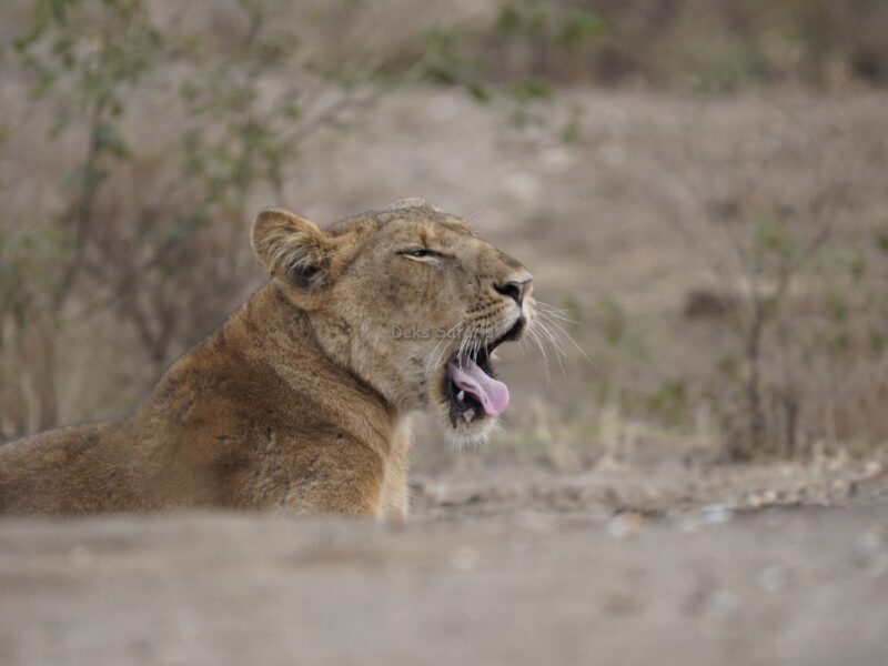 Uganda Wildlife Safaris