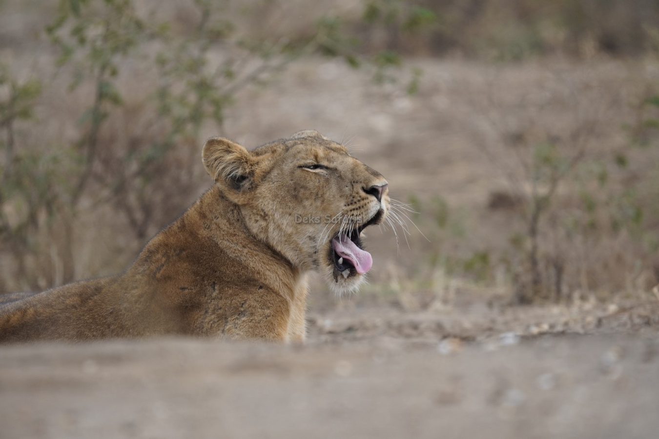 Uganda Wildlife Safaris