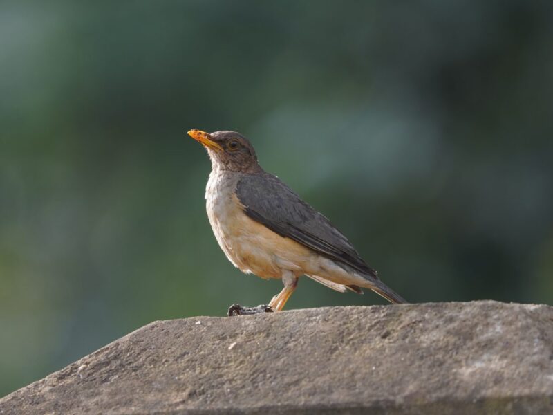 Uganda Safari Experience Uganda Safari Experience