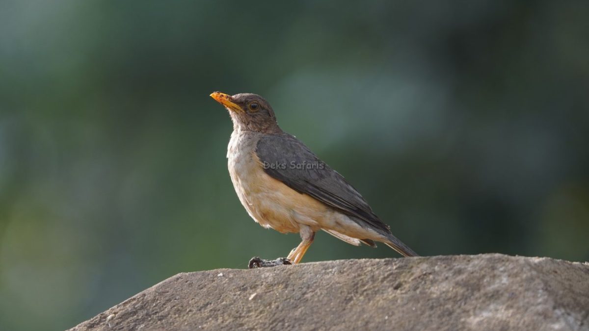 Uganda Birding Safaris