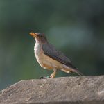 Uganda Birding Safaris