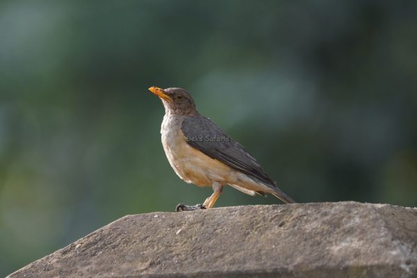 Uganda Birding Safaris