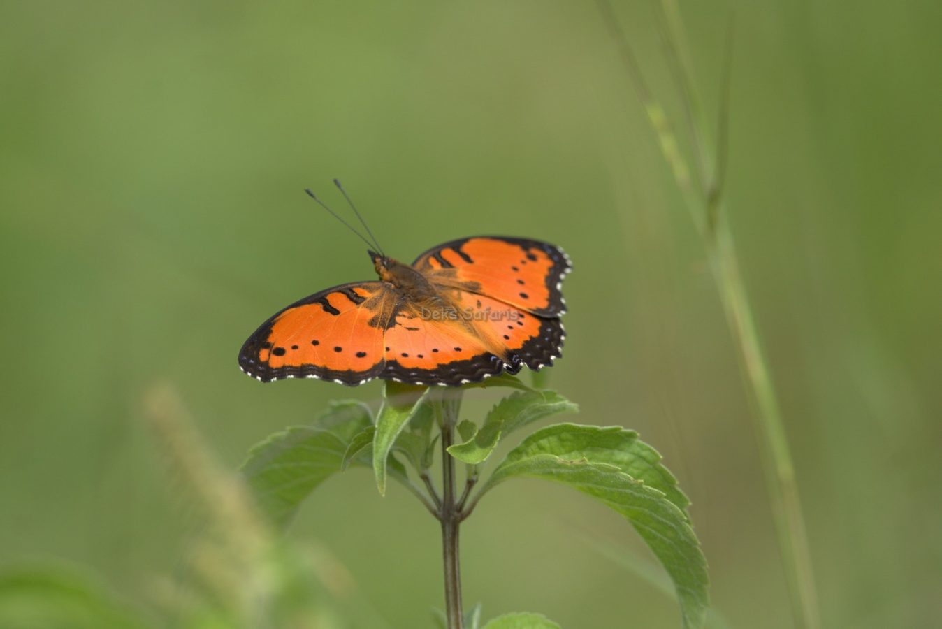 Uganda Butterfly Safaris