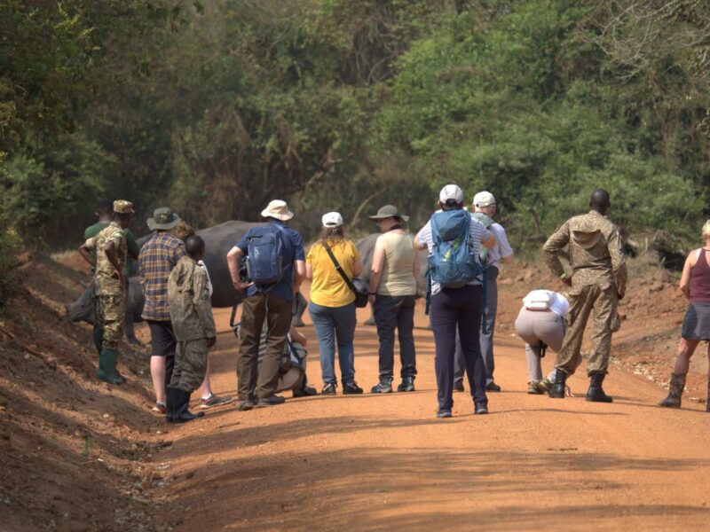 Ziwa Rhino Tracking Safari Ziwa Rhino Tracking Safari