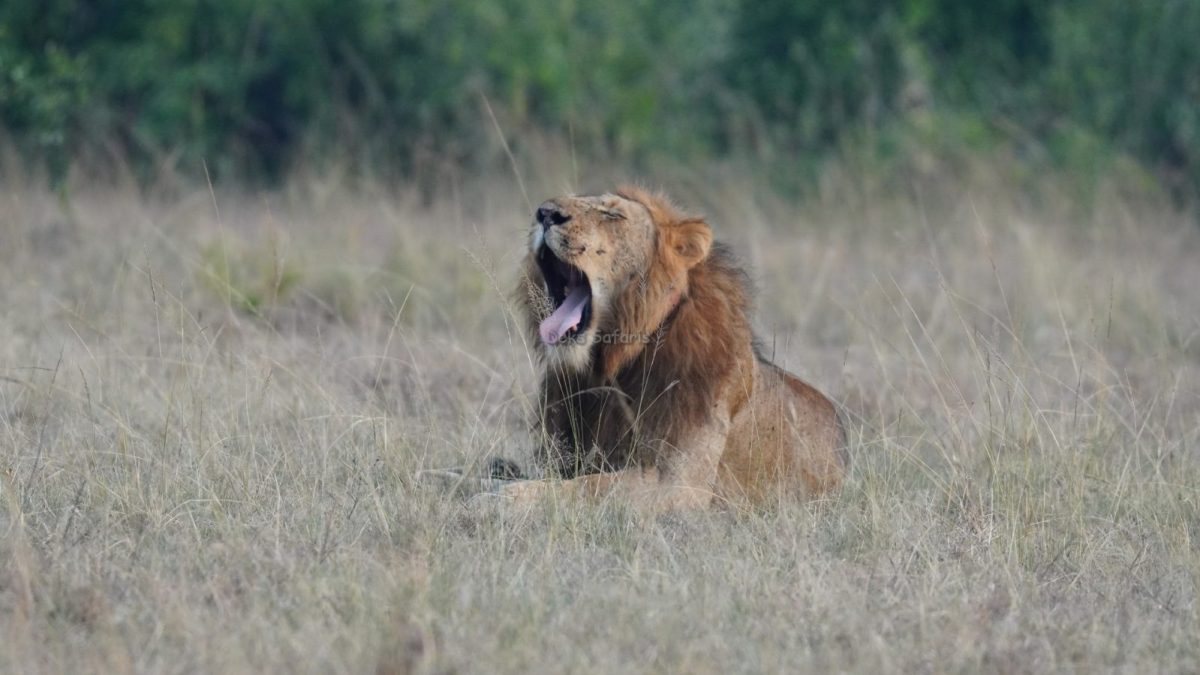 Tanzania Uganda Tours
