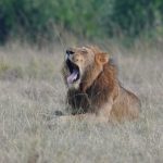 Tanzania Uganda Tours