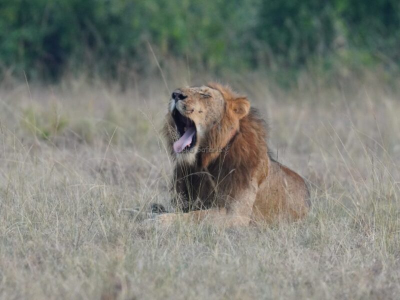 Tanzania Uganda Tours