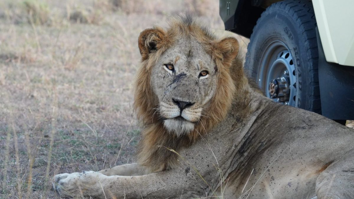 Uganda Wildlife Tours