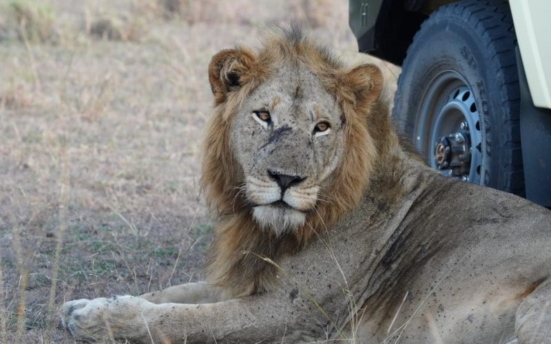 Uganda Wildlife Tours