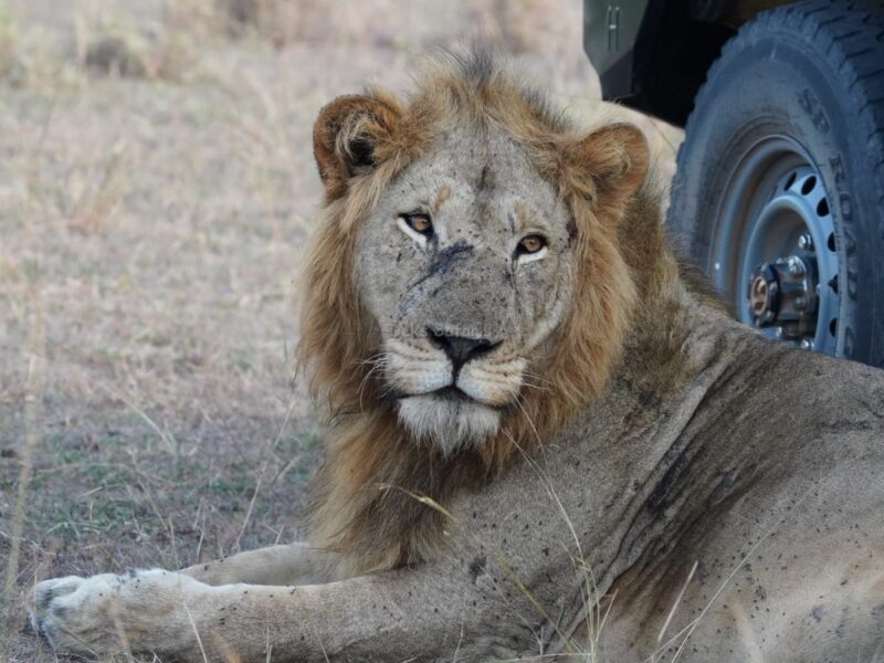 Uganda Wildlife Tours