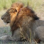 Uganda Rwanda Wildlife Tours