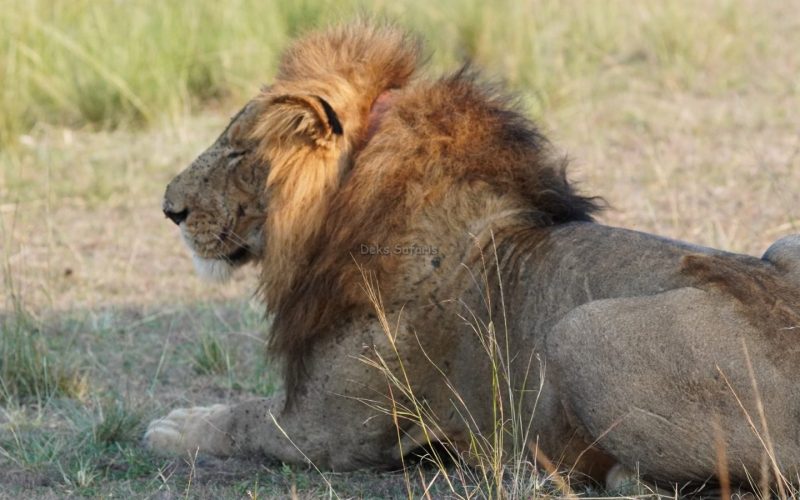 Uganda Rwanda Wildlife Tours