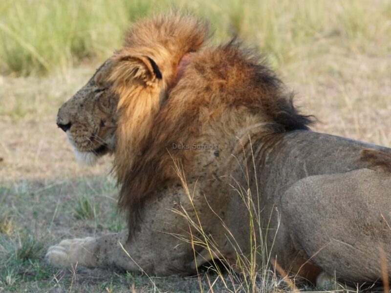 Uganda Rwanda Wildlife Tours