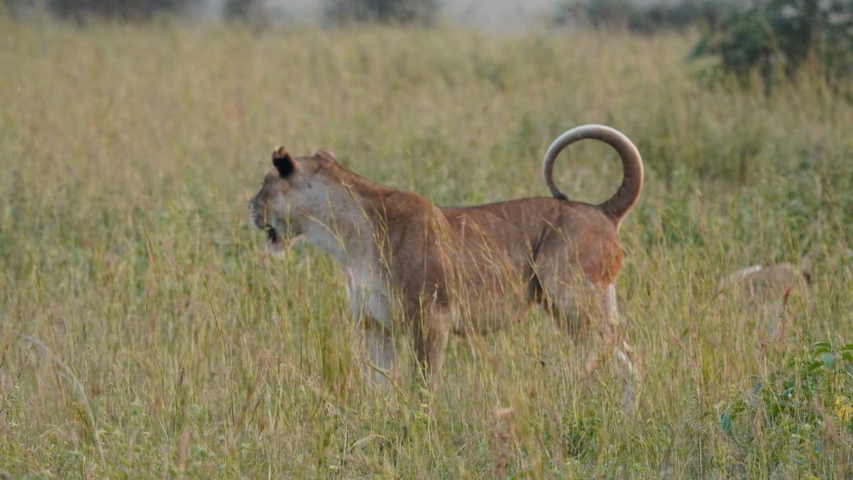 6 Days Uganda Safari Experience