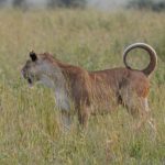 6 Days Uganda Safari Experience