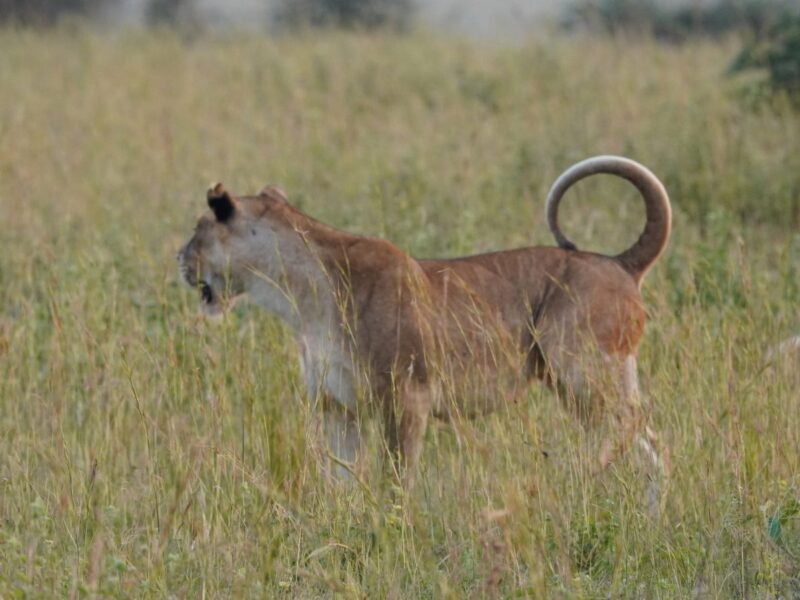 6 Days Uganda Safari Experience