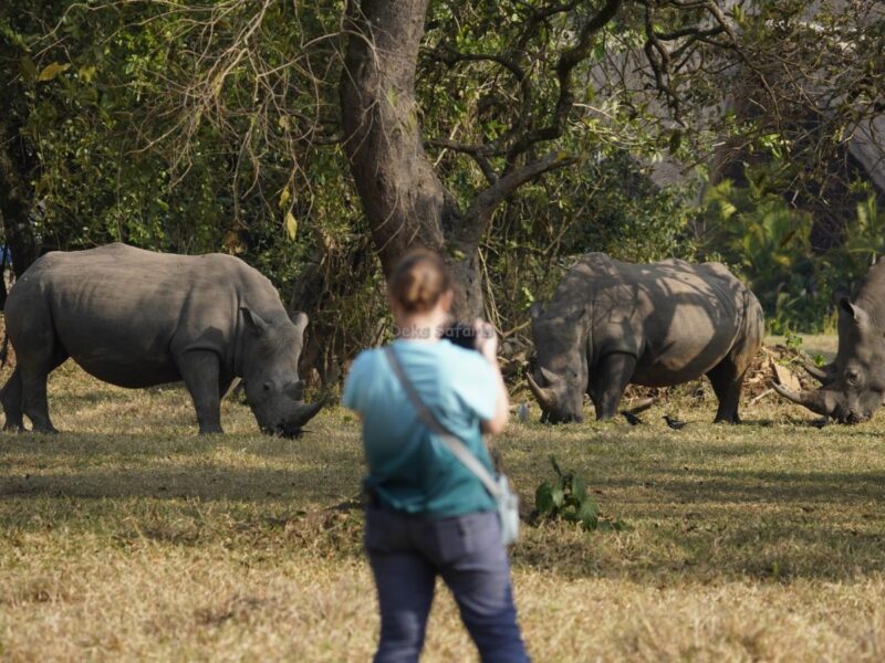 Rhino Tracking Uganda Tours