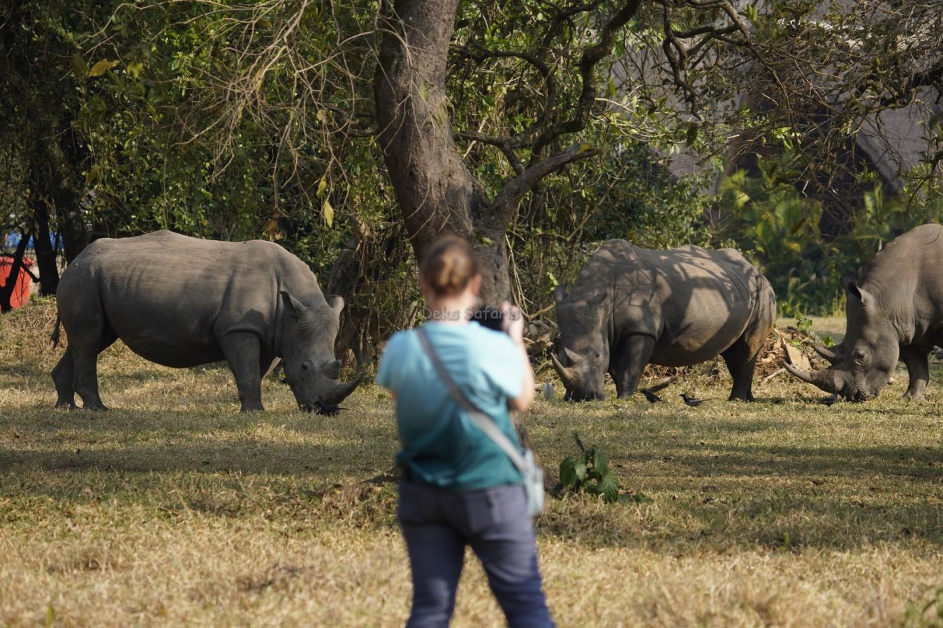 Rhino Tracking Uganda Tours