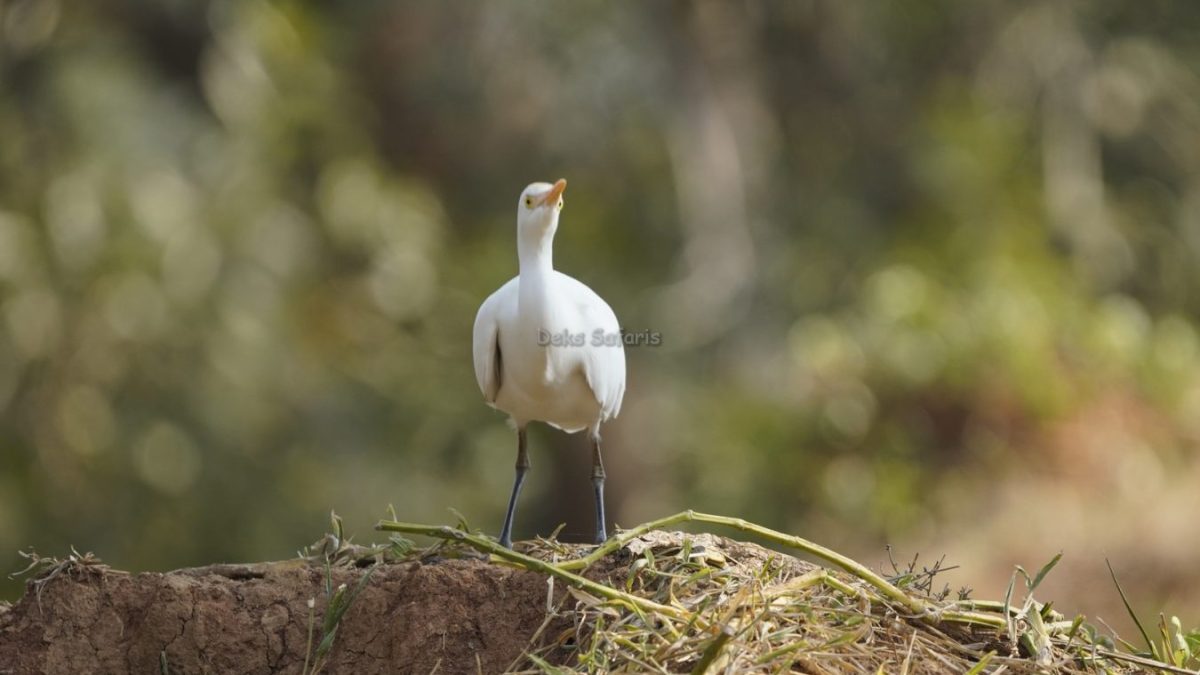 8-Day Tanzania Birding Safari
