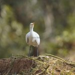 8-Day Tanzania Birding Safari