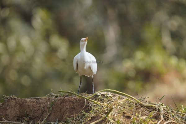 8-Day Tanzania Birding Safari