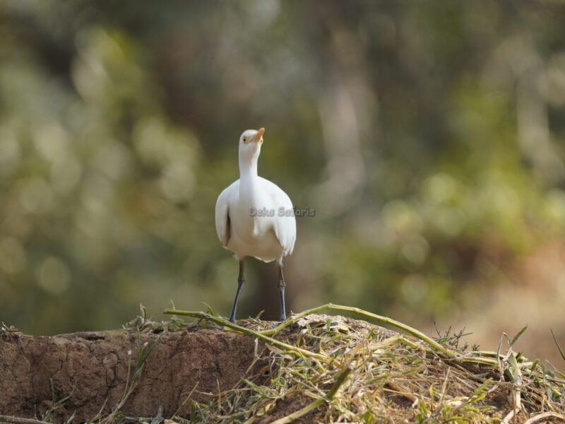 Tanzania Birding Safaris 8-Day Tanzania Birding Safari