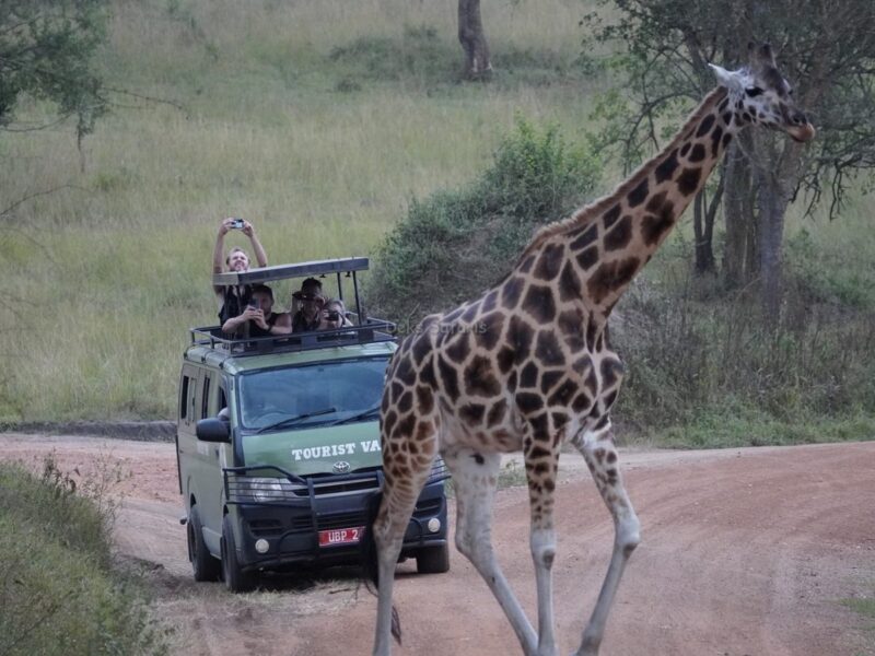 13-Day Kenya Tanzania Rwanda Safari