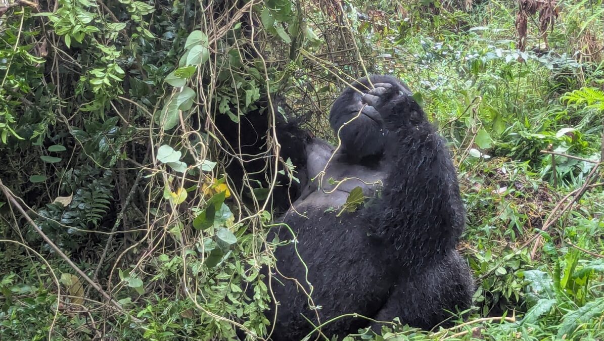 Uganda Gorilla Tracking Safari