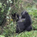 Uganda Gorilla Tracking Safari