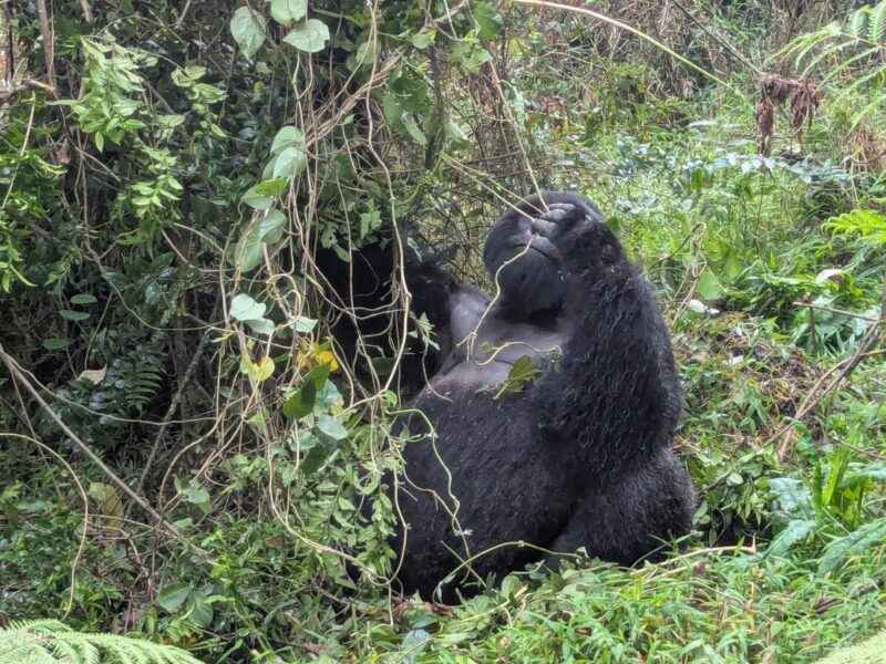 Uganda Gorilla Tracking Safari